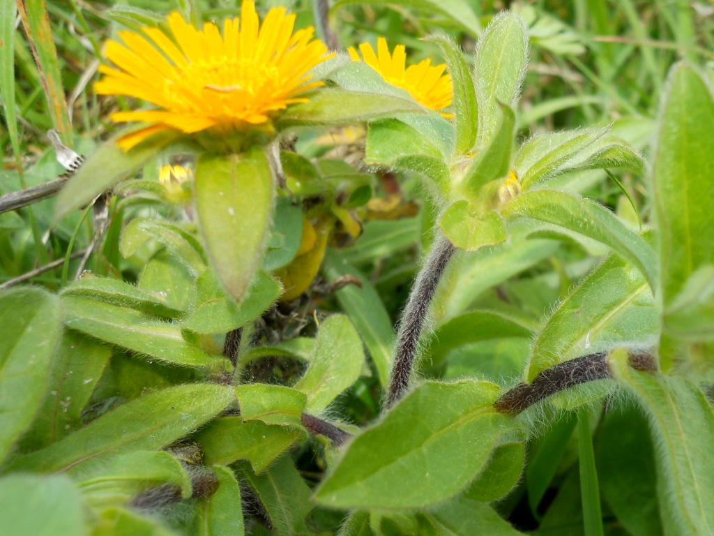 Asteracea 2 - Pallenis spinosa